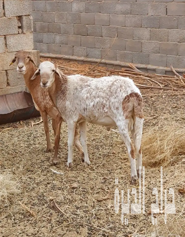 الزلفي البطين الجنوبي