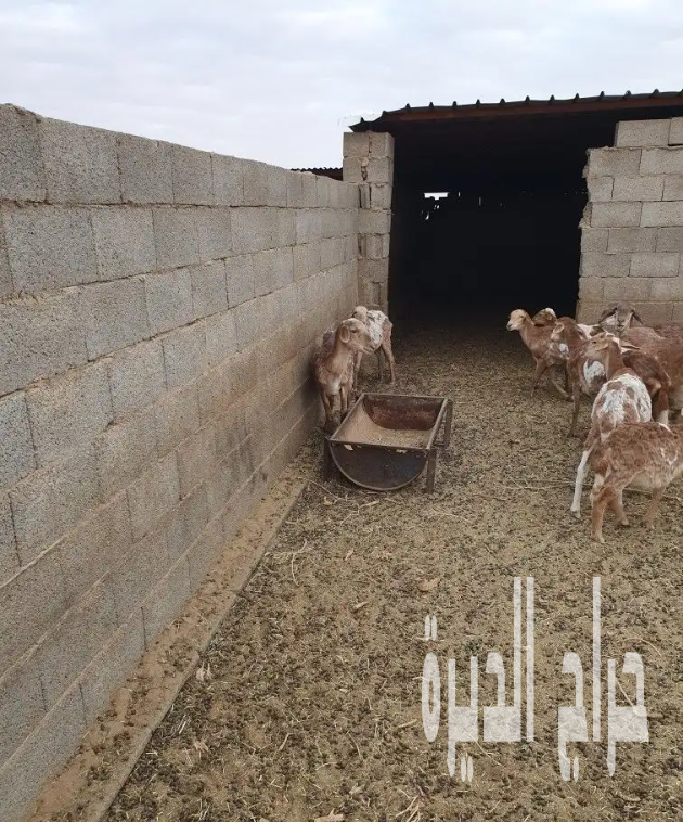 الزلفي البطين الجنوبي