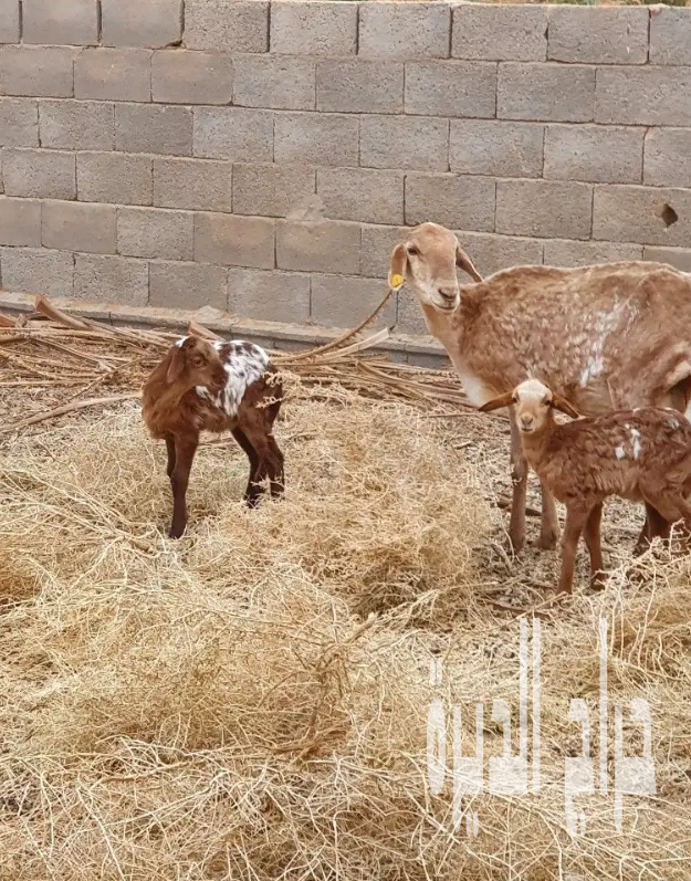 الزلفي البطين الجنوبي