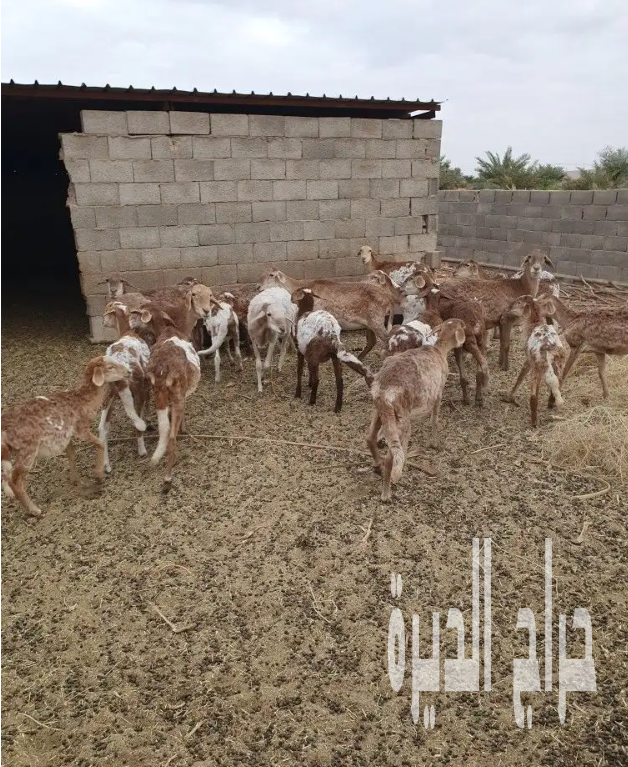 الزلفي البطين الجنوبي
