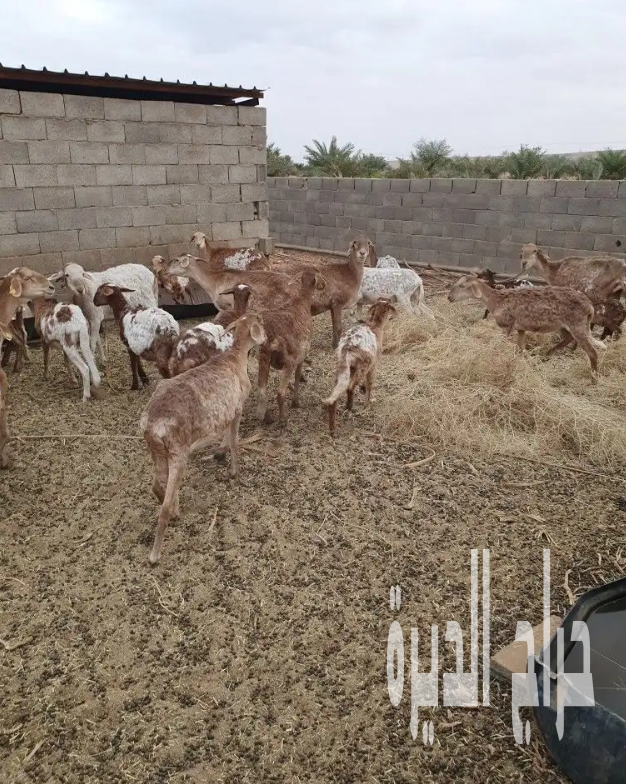 الزلفي البطين الجنوبي
